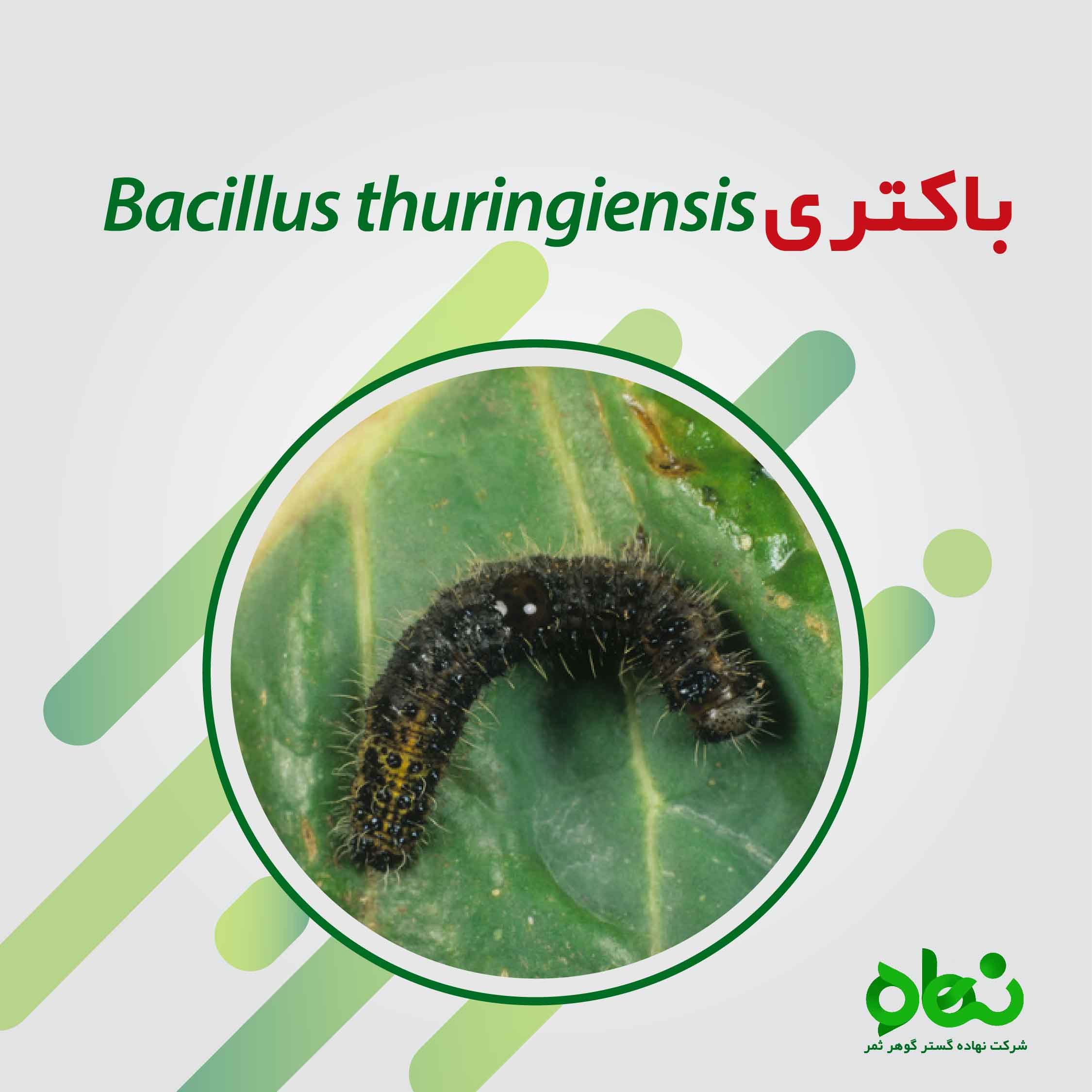 درباره باسیلوس تورنجینسیس Bacillus thuringiensis به اختصار BT چه می دانید ؟ 